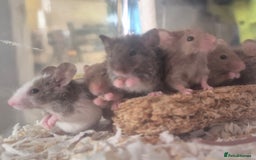 Mouse rodents for sale: Fancy Mice - Image 1
