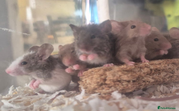 Mouse rodents - Advert 7