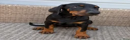 Dobermann dogs for sale: Champion and working lines KC Doberman litter - Advert 24