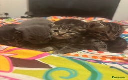 Mixed Breed cats for sale: 3 boys 3 girls  - Image 12