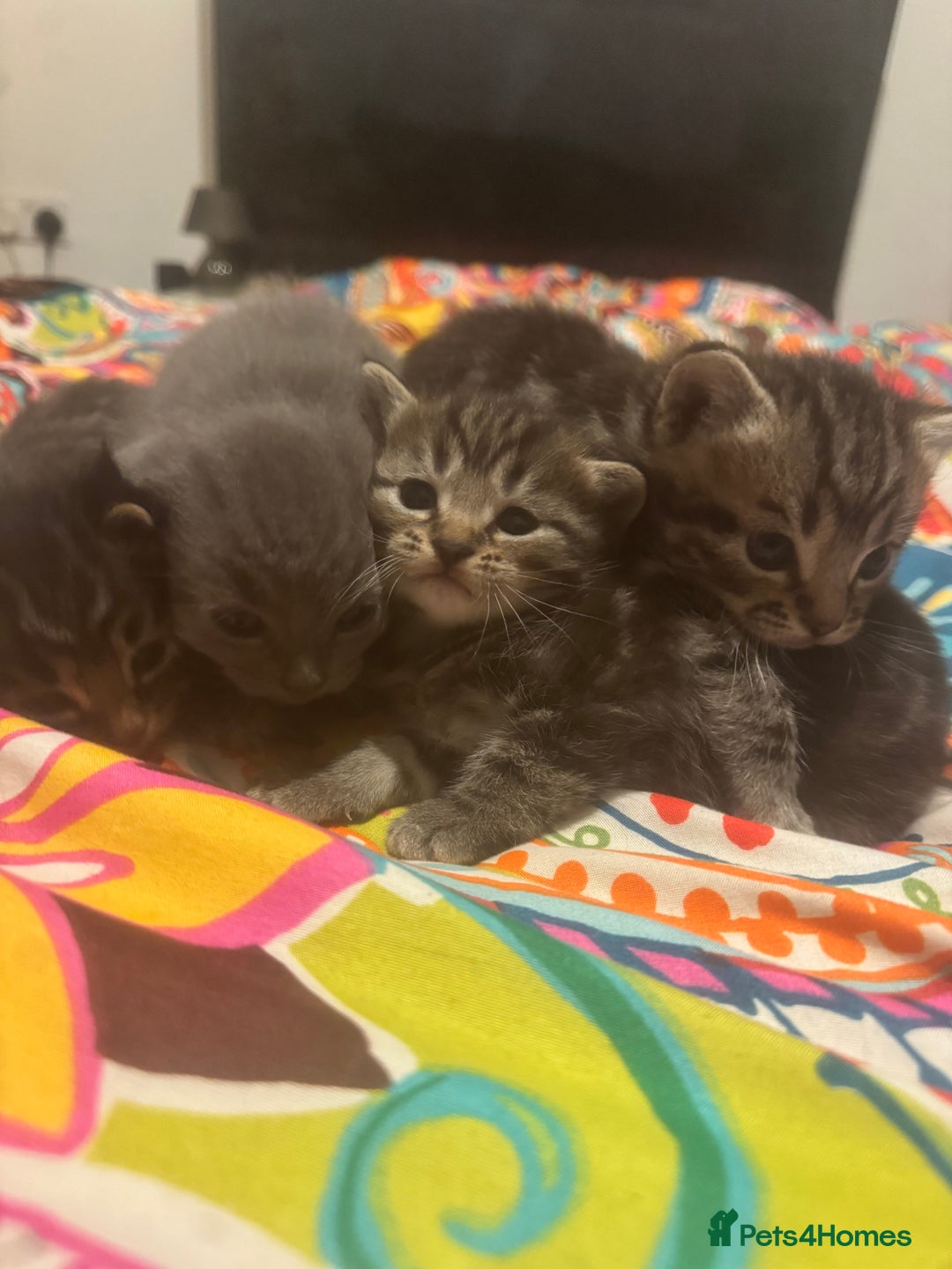 Mixed Breed cats for sale: 3 boys 3 girls  - Image 12