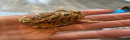 Turtle reptiles for sale: Snapping turtles and pac man frogs  - Advert 3