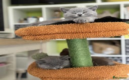 British Shorthair cats for sale: GCCF Registered British Shorthair Kittens  - Image 9