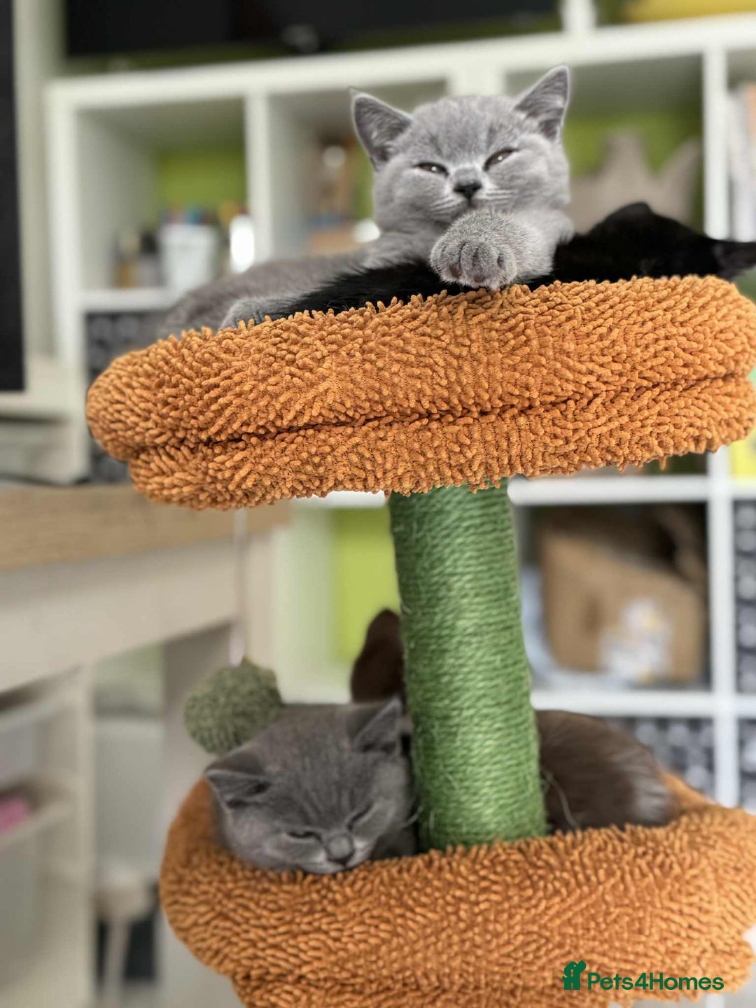 British Shorthair cats for sale: GCCF Registered British Shorthair Kittens  - Image 9