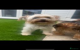 Mixed Breed dogs for sale: Yorkshire biewer terrier puppies  - Image 4