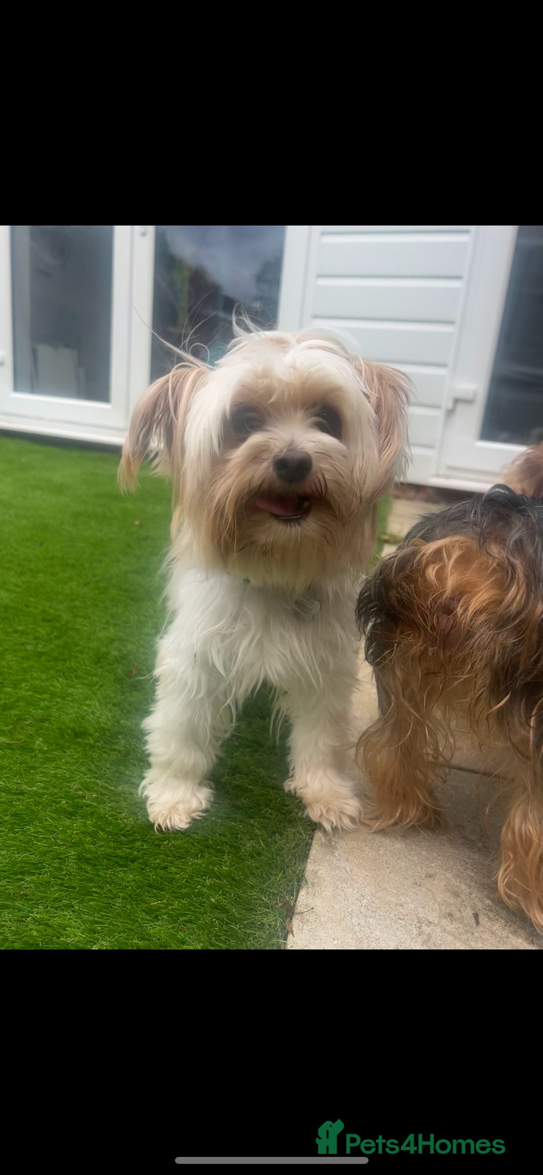 Mixed Breed dogs for sale: Yorkshire biewer terrier puppies  - Image 4