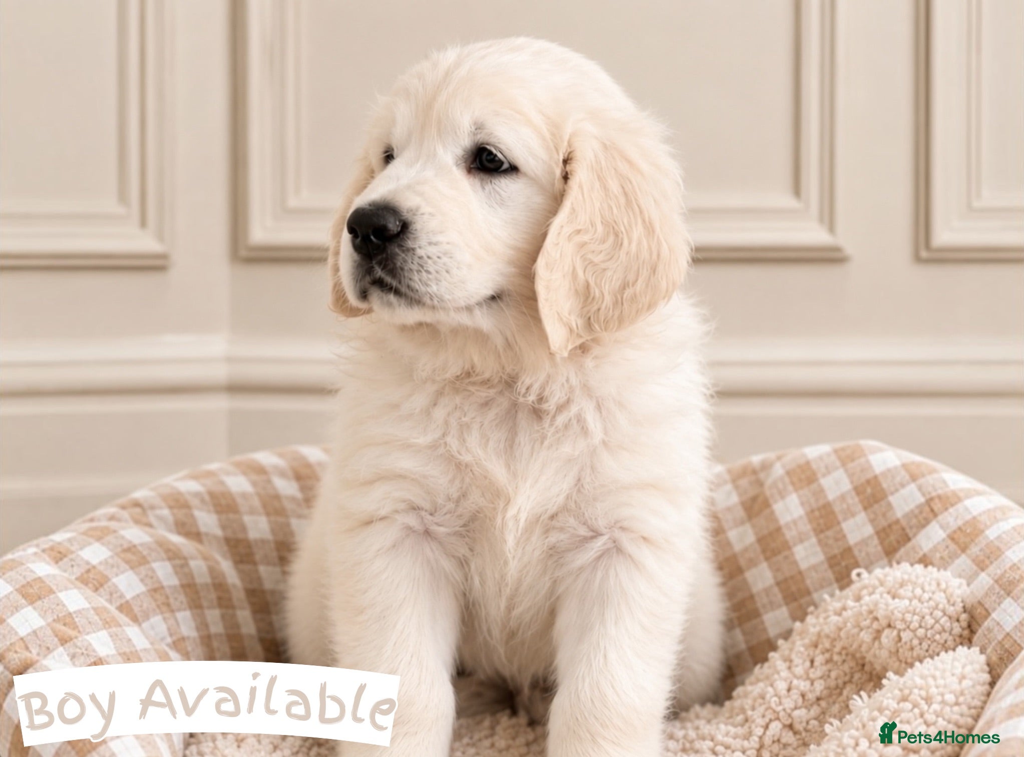 Golden Retriever dogs £2,500 ~ CHAMPION LINES ~ RAISED IN HOME  💙 - Advert 2