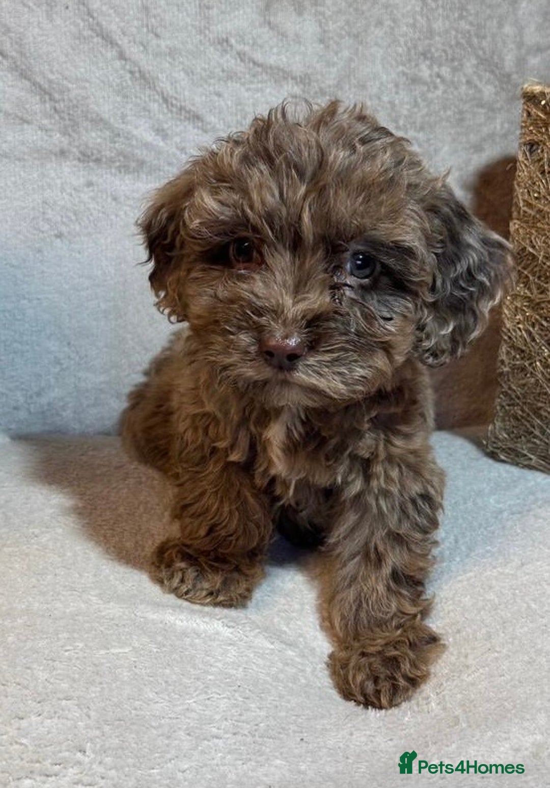 Cockapoo dogs for sale: Cockerpoo puppy - Advert 8