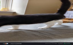 Mixed Breed cats for sale: Kitten for sale - Image 4