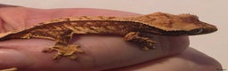 Gecko reptiles for sale: Baby crested gecko  - Advert 4