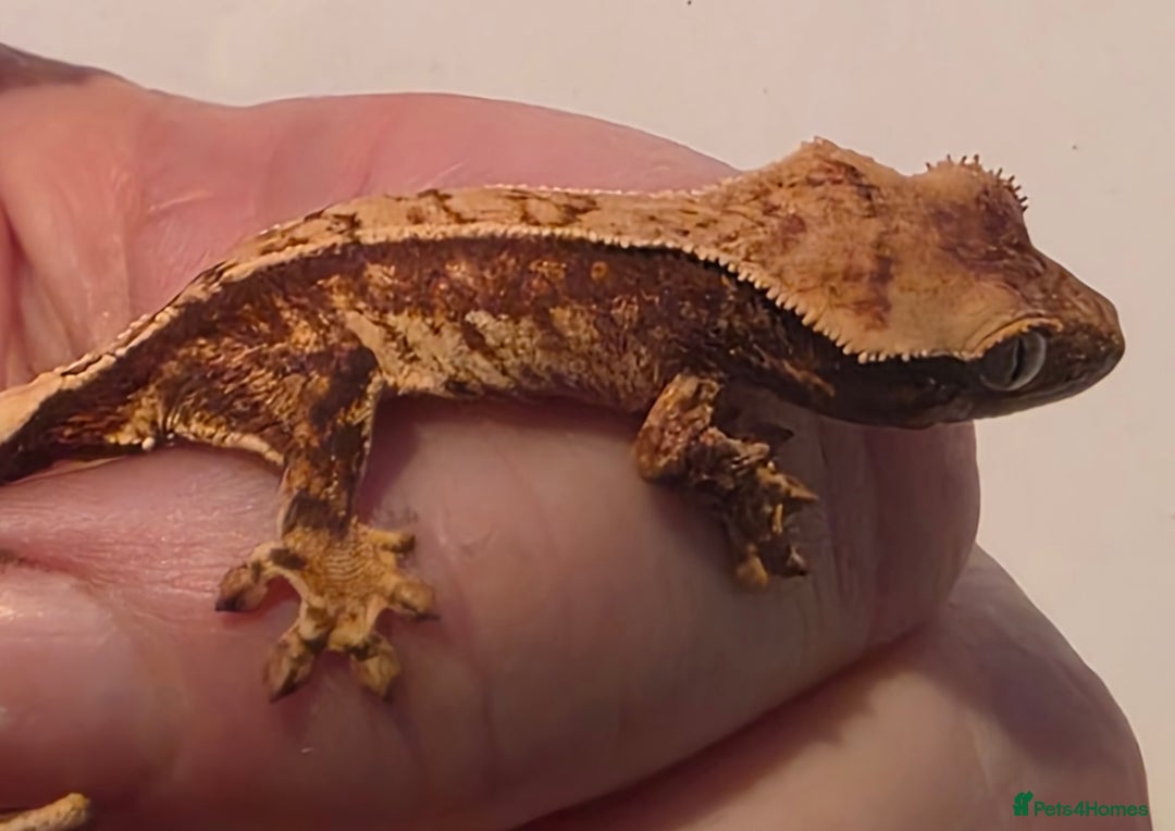 Gecko reptiles for sale: Baby crested gecko  - Advert 4