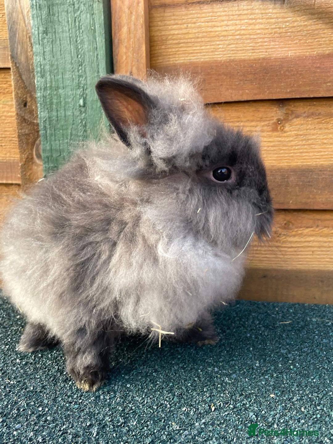 Lionhead rabbits for sale: One male  - Advert 9