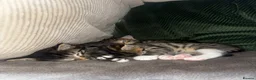Mixed Breed cats for sale: Two adorable tabby kittens  - Advert 2