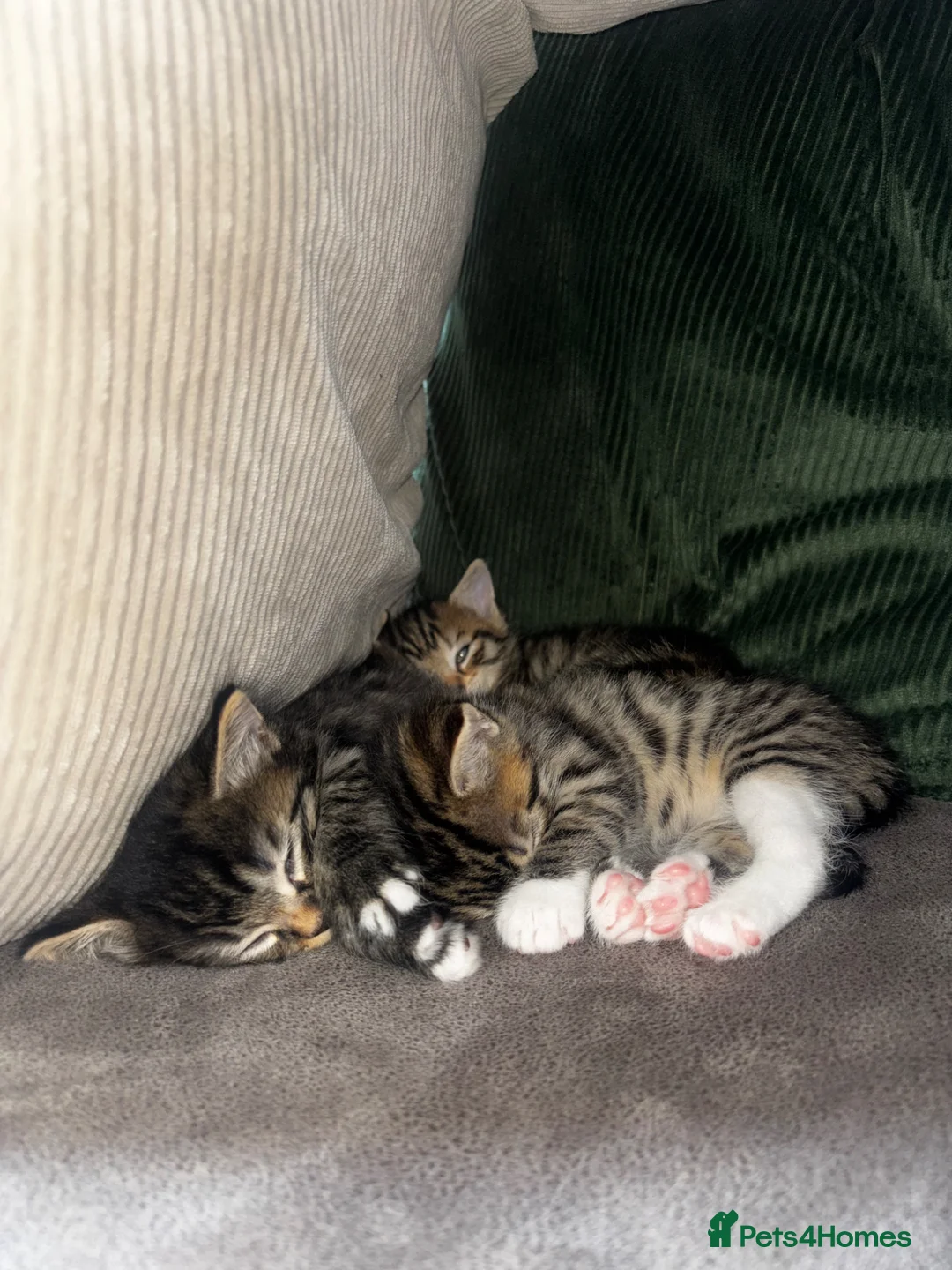 Mixed Breed cats for sale: Two adorable tabby kittens  - Advert 2