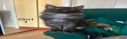 Maine Coon cats for sale: MONSTRUAL GIANTS! Elite MAINE COON Kittens  - Advert 13