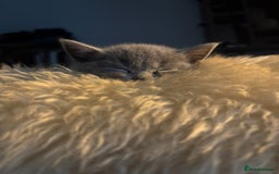 British Shorthair cats for sale: TICA Gorgeous chunky British Shorthair Male/Boy - Image 5