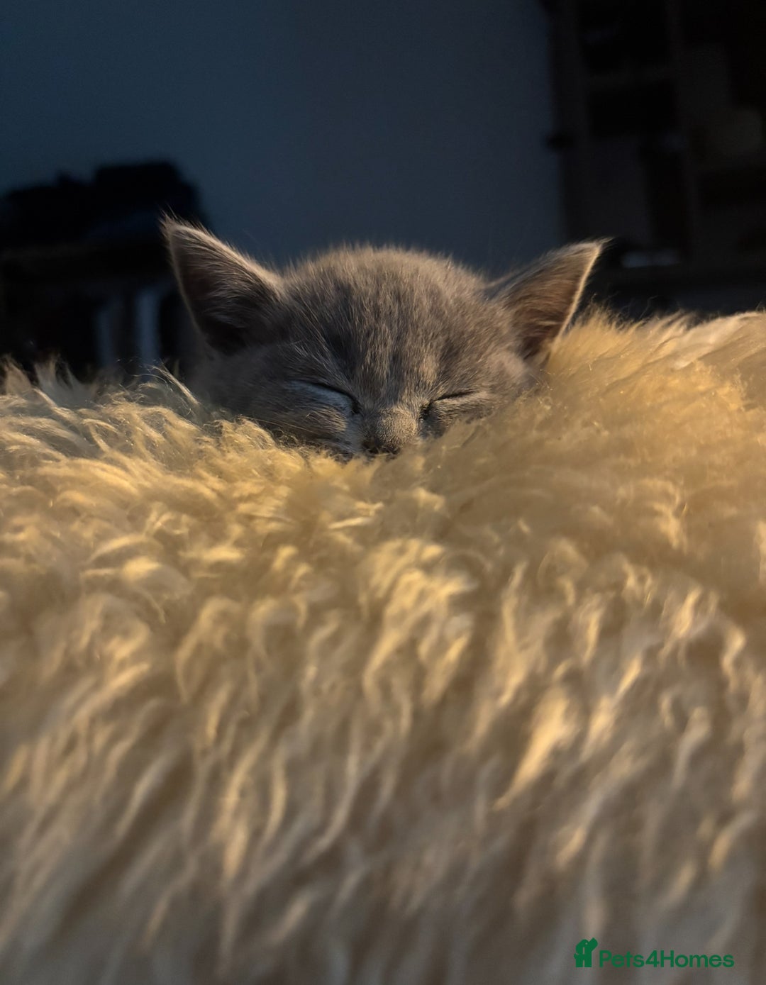 British Shorthair cats for sale: TICA Gorgeous chunky British Shorthair Male/Boy - Image 5