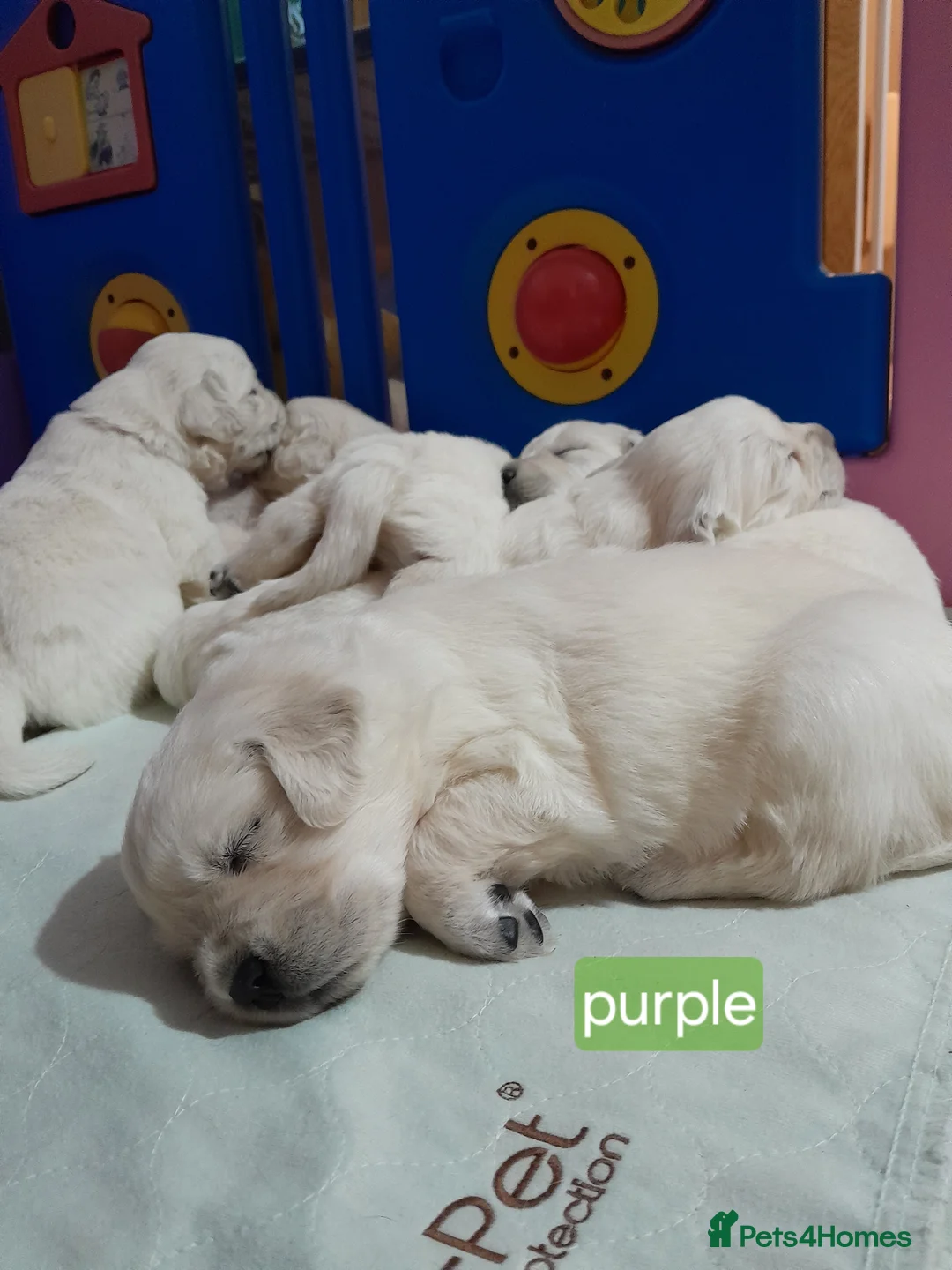 Golden Retriever dogs for sale: Kc golden retriever girls - Advert 1