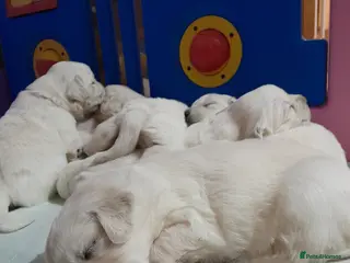 Golden Retriever dogs Kc golden retriever girls - Advert 1