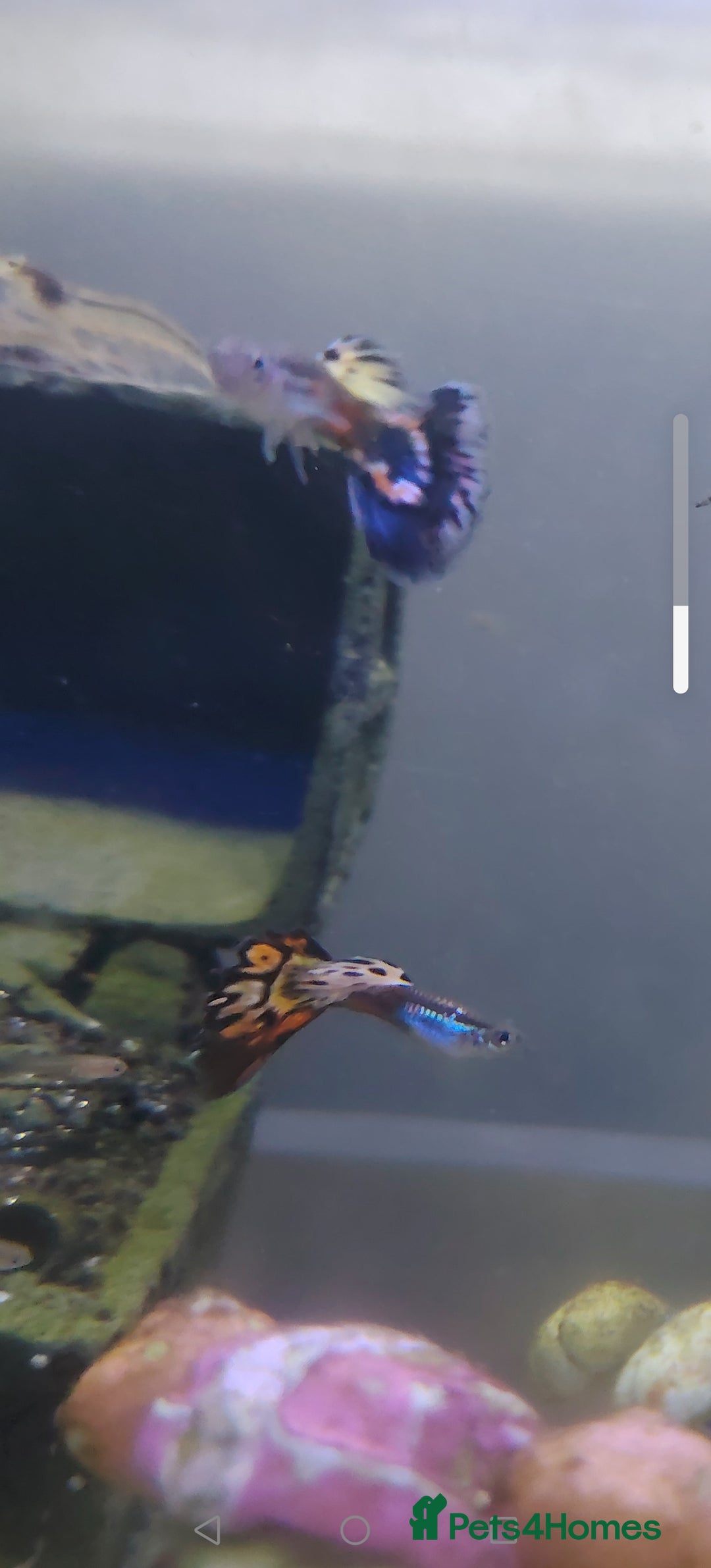 Live Bearers fish for sale: Female and baby fantail guppies.  in Warwick - Image 6