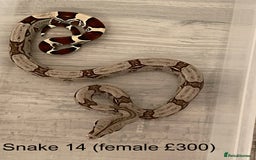 Boa Snake reptiles for sale: ✨ Stunning Red Tailed Suriname Boa’s (BCC) ✨ - Image 16