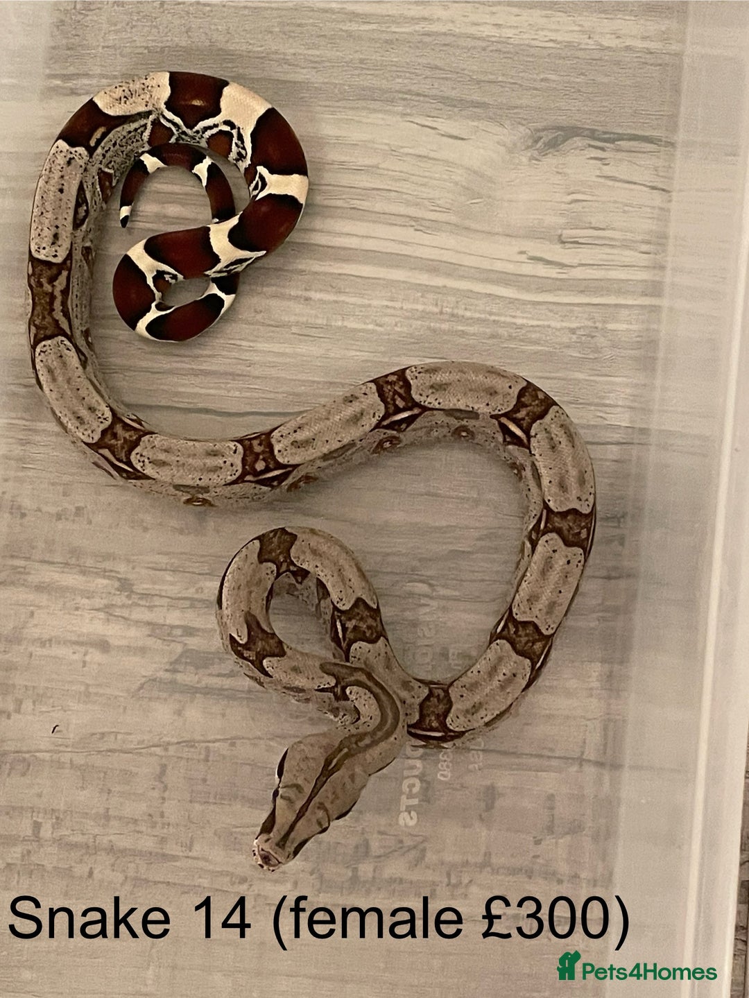 Boa Snake reptiles for sale: ✨ Stunning Red Tailed Suriname Boa’s (BCC) ✨ - Image 16