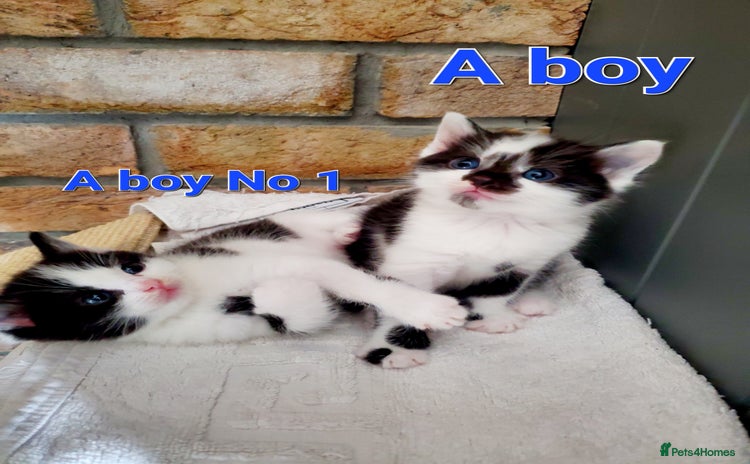 Mixed Breed cats - Advert 2
