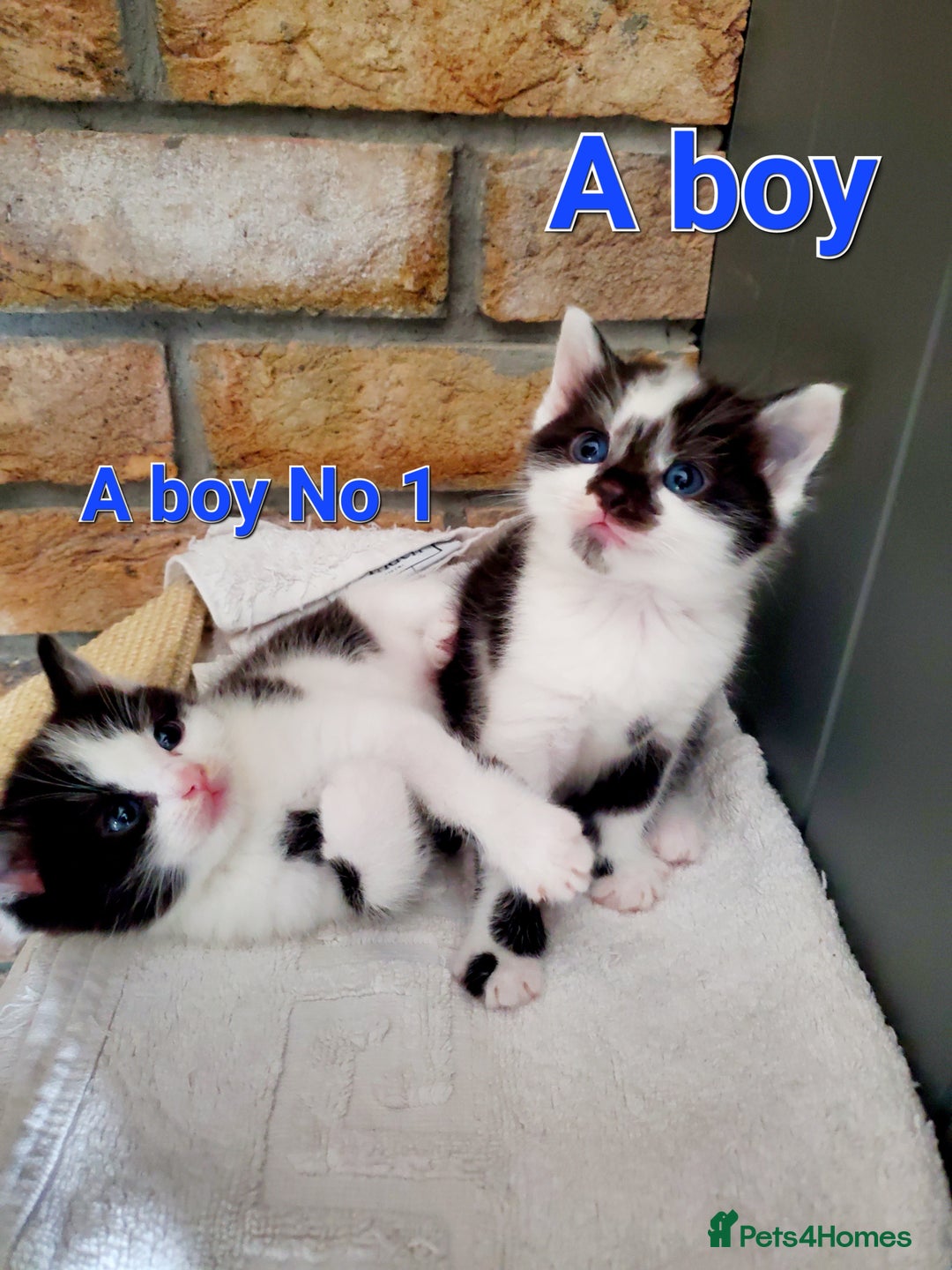 Mixed Breed cats for sale: Half pedigree kittens - Image 1