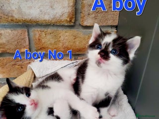 Mixed Breed cats - Advert 34