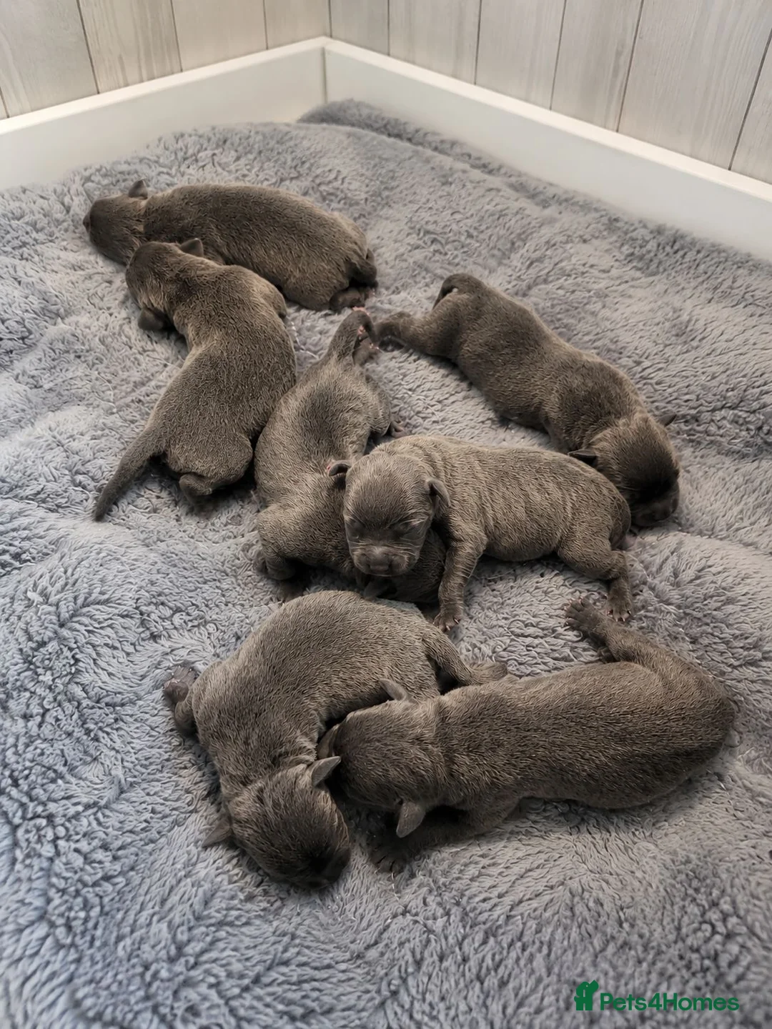 Staffordshire Bull Terrier dogs for sale: 7 Kc reg blue staffys - Advert 1