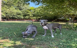 Italian Greyhound dogs for sale: Gorgeous Italian greyhound - Image 5