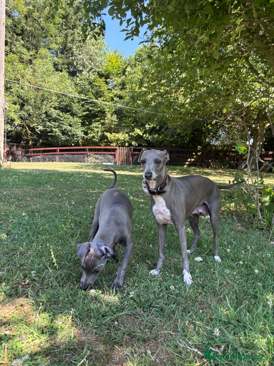 Italian Greyhound dogs for sale: Gorgeous Italian greyhound - Image 5