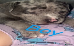 Mixed Breed dogs for sale: Pocket bully’s x staff pups  - Image 5