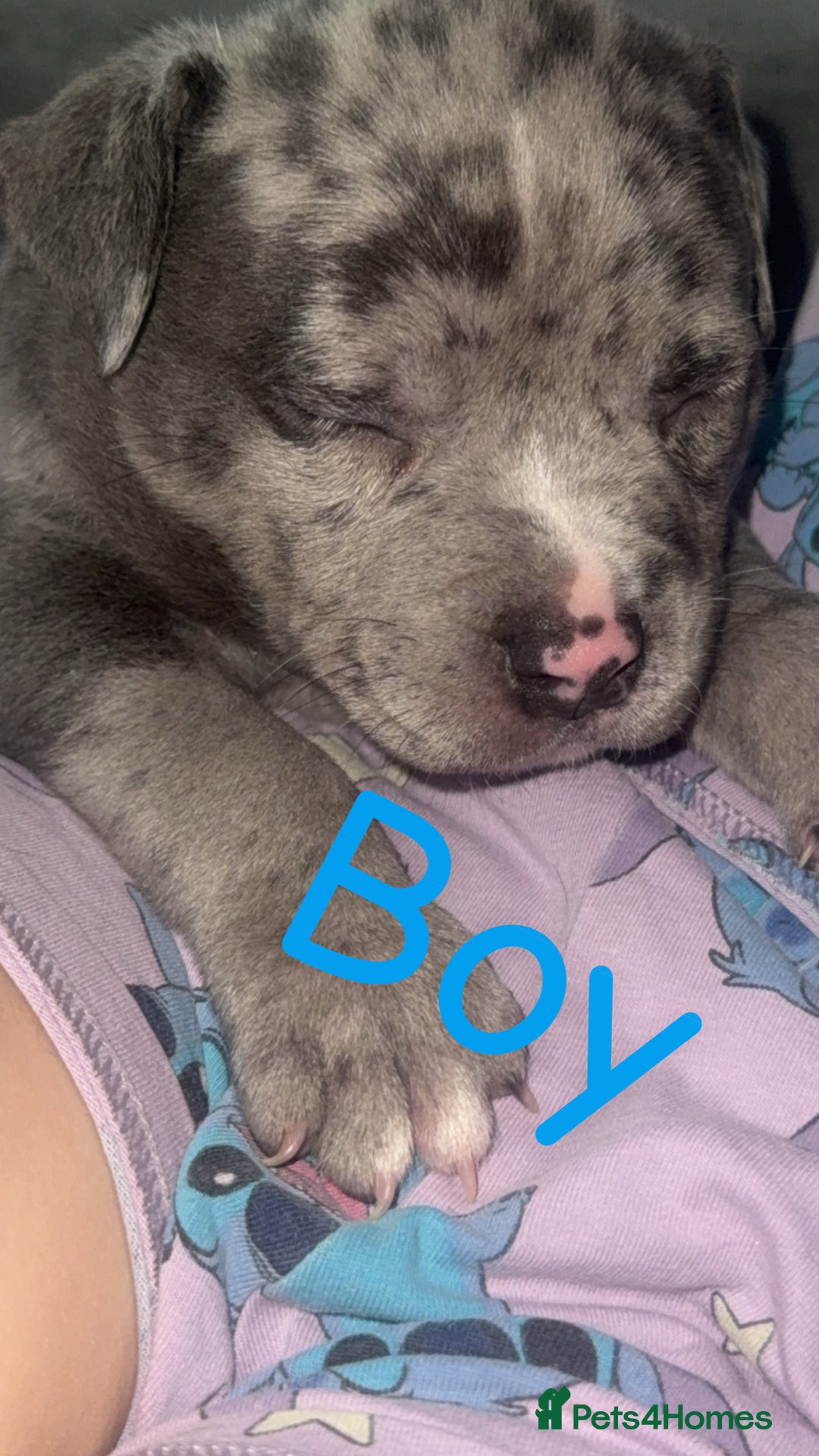 Mixed Breed dogs for sale: Pocket bully’s x staff pups  - Image 5