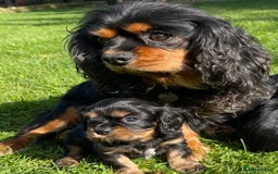 Cavalier King Charles Spaniel dogs for sale: Stunning KC registered Cavalier puppies  - Image 4