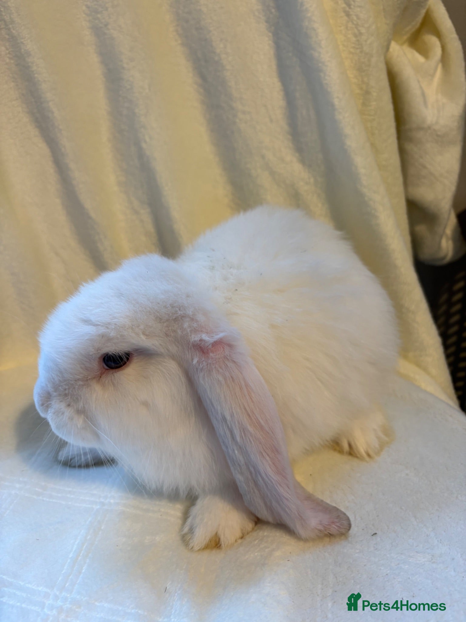 French Lop rabbits Gorgeous French lop babies - Advert 2