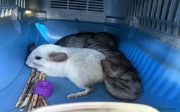 Chinchilla rodents for sale: 3 Chinchillas (family) - Image 18
