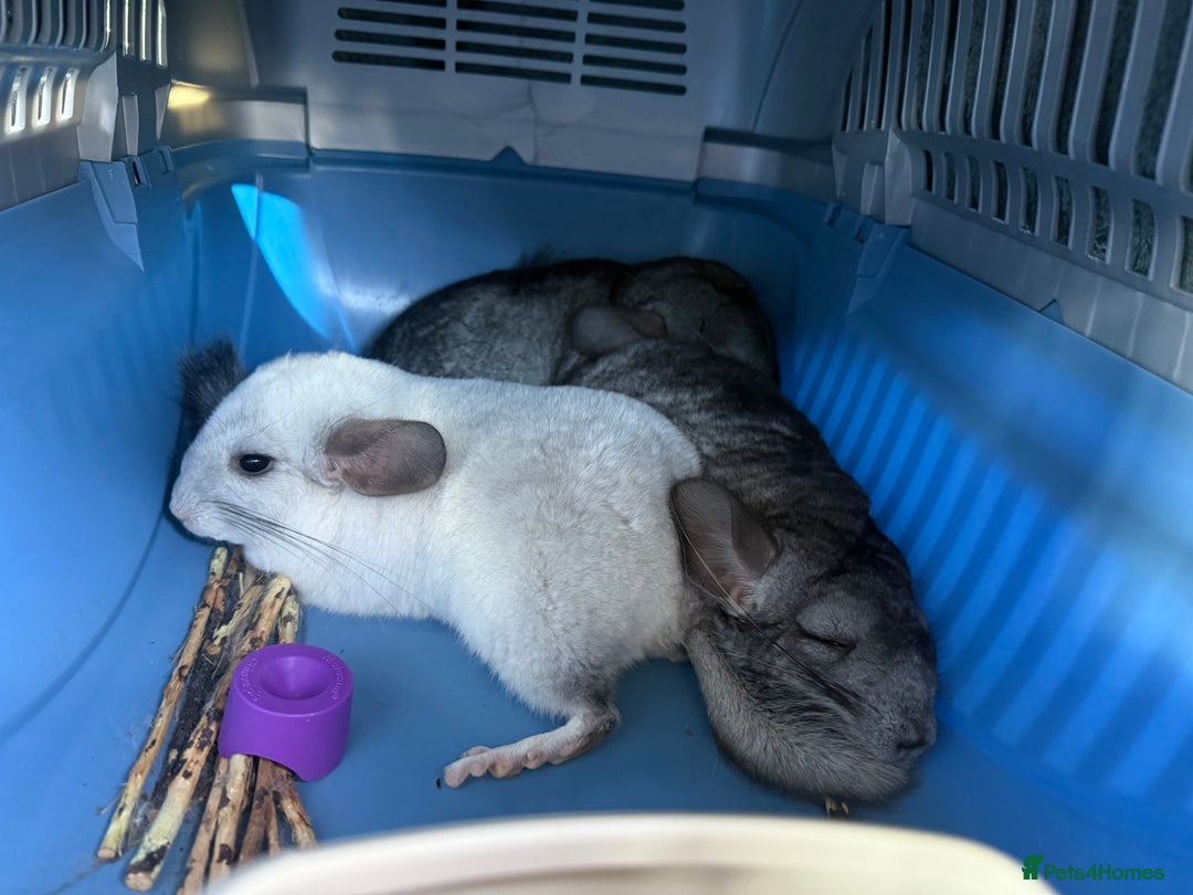 Chinchilla rodents for sale: 3 Chinchillas (family) - Image 18