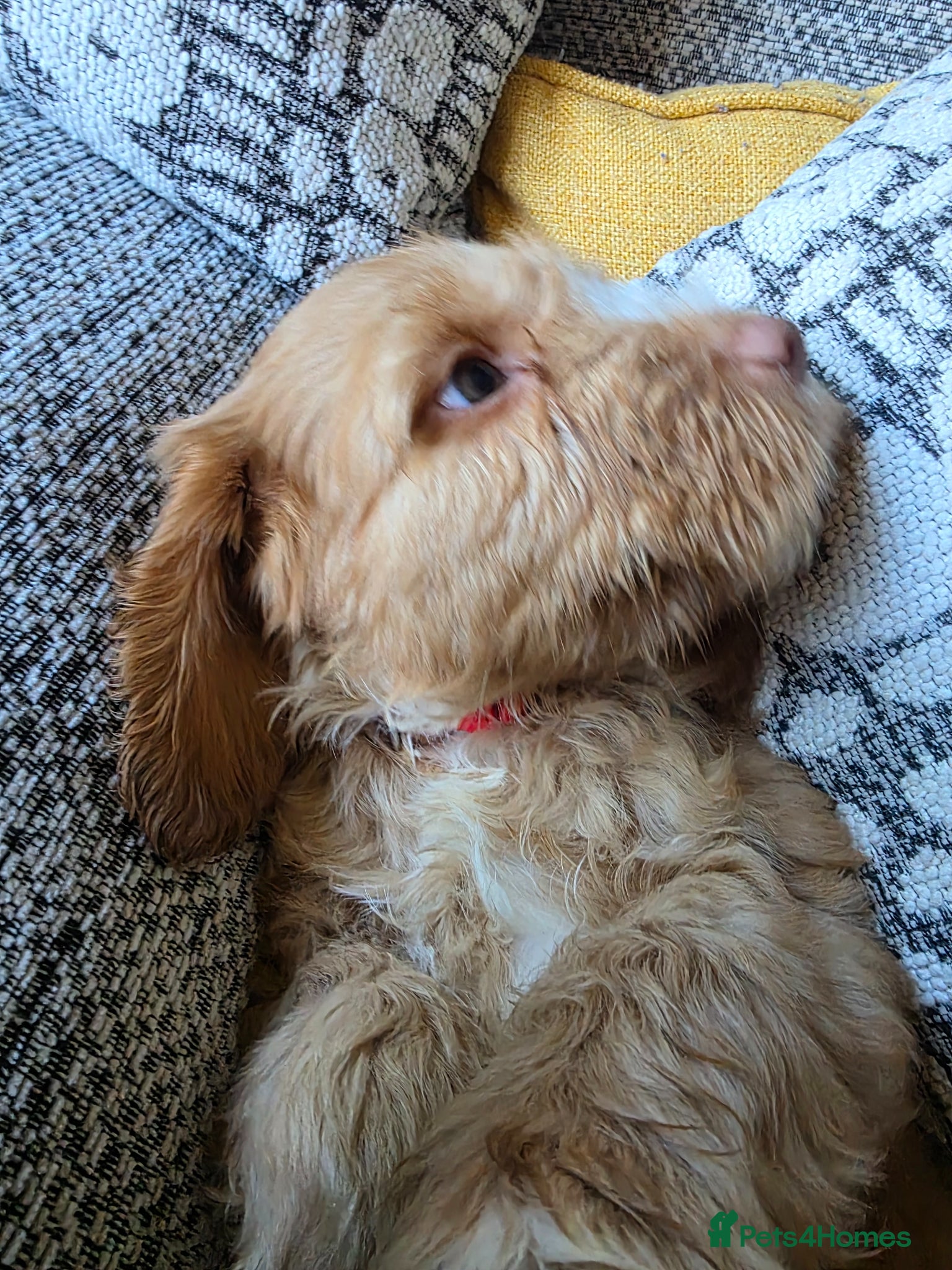 Cockapoo dogs Stunning cockapoo puppies  - Advert 16