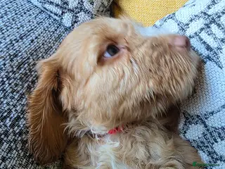 Cockapoo dogs Stunning cockapoo puppies - Advert 16