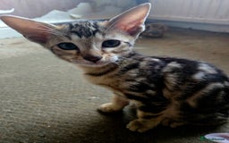 Siamese cats for sale: 3 stunning babies ready to leave now!!! - Image 4