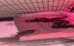 Border Terrier dogs for sale: Pedigree slem clear border terrier - Image 12