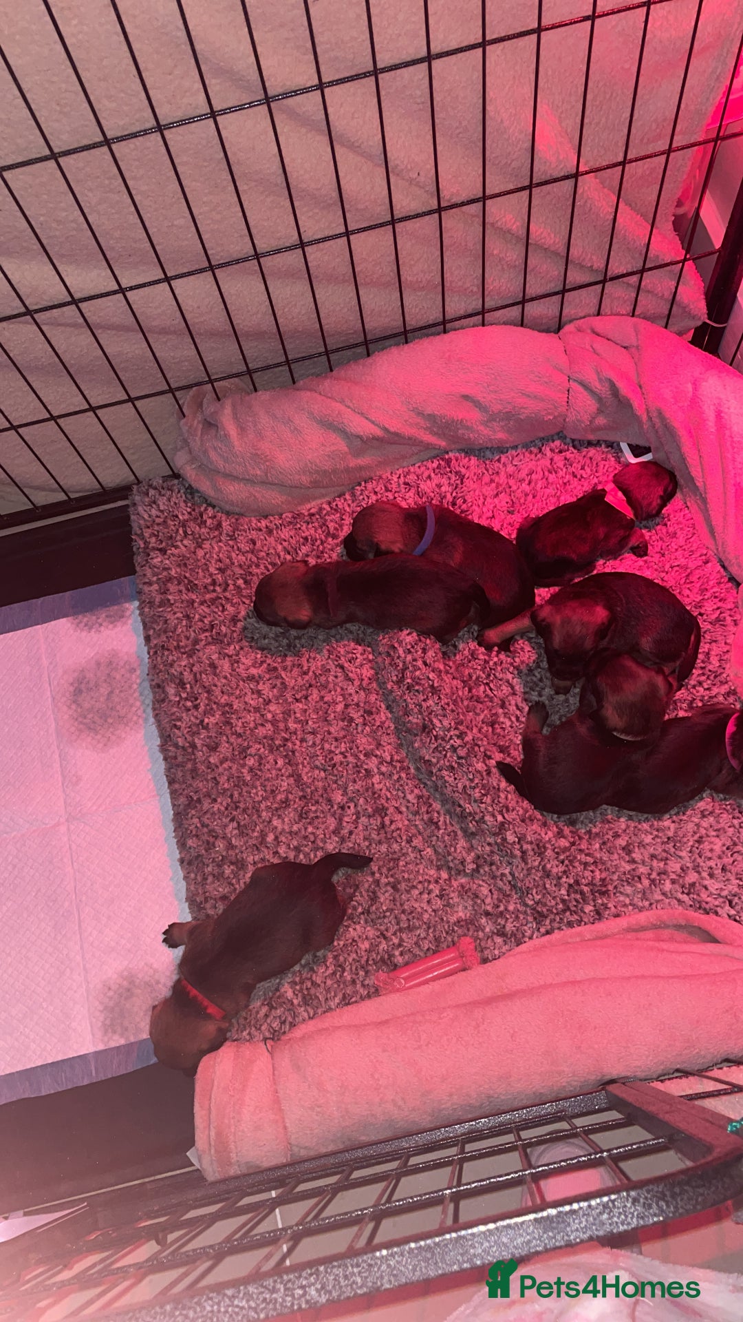Border Terrier dogs for sale: Pedigree slem clear border terrier - Image 12