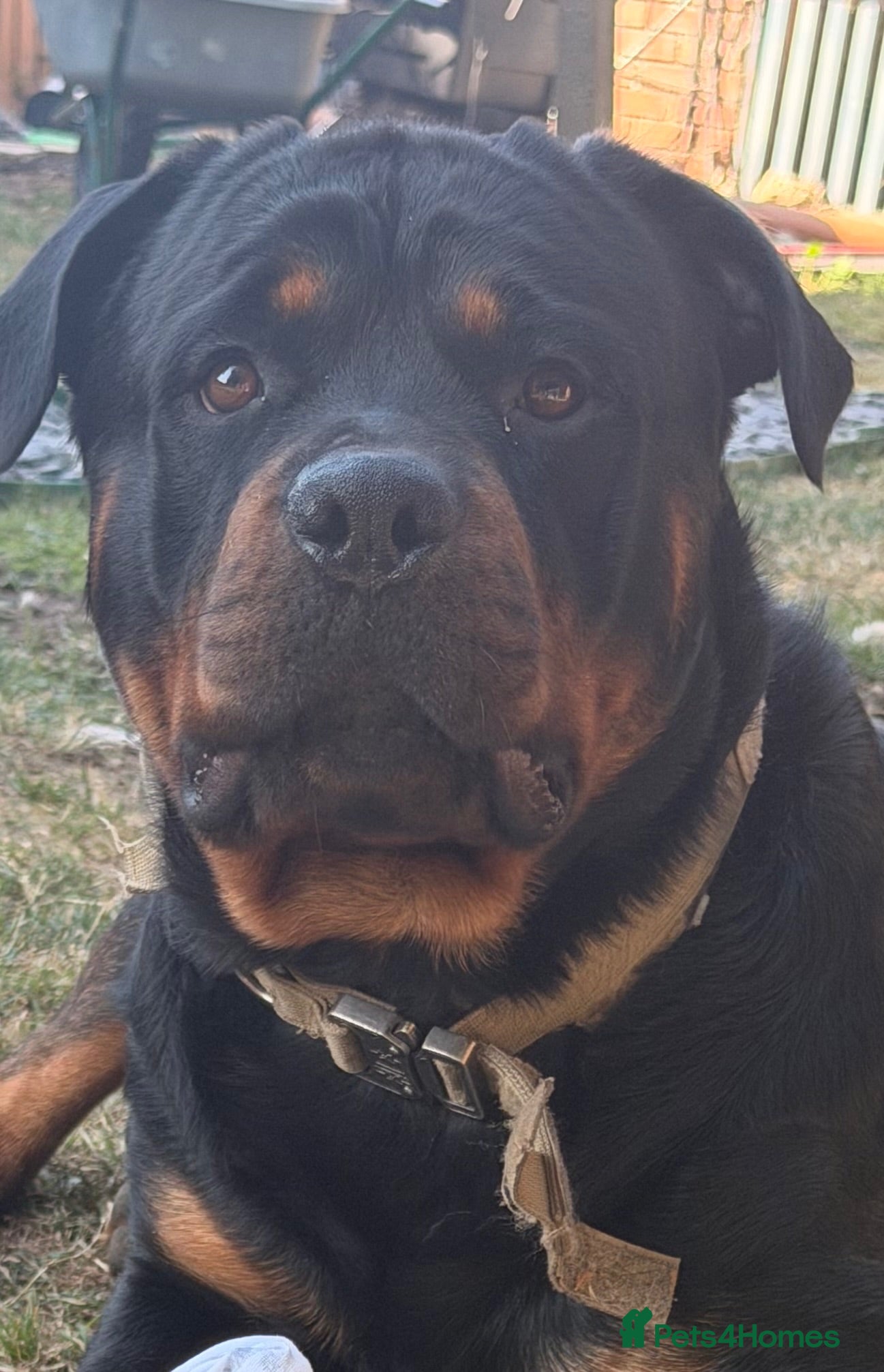 Mixed Breed dogs Rotti x gsd pups - Advert 1