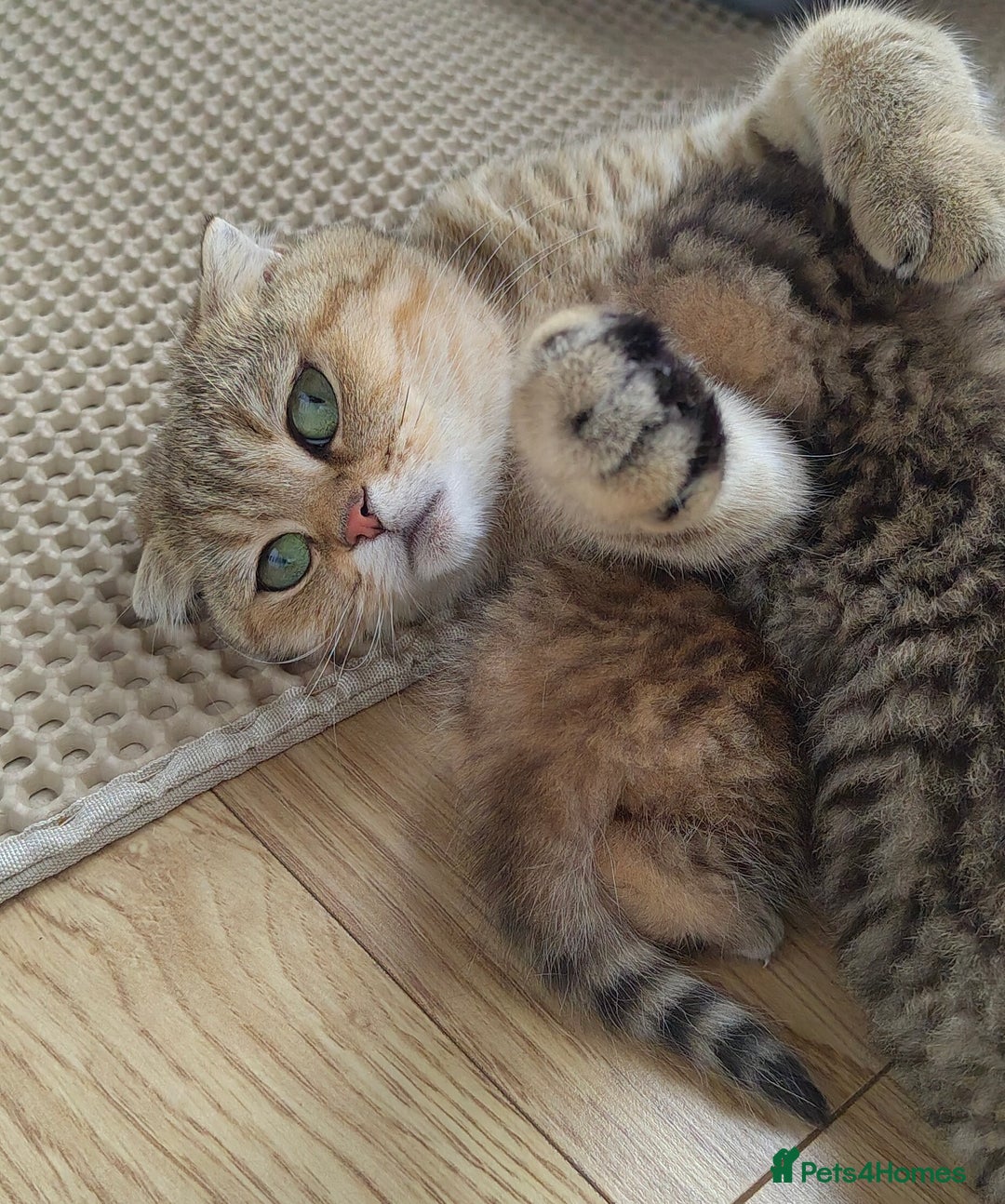 Scottish Fold cats for sale: Scottish Fold kittens -waiting list NOW OPEN! 😻 - Image 5