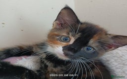 European cats for sale: Lovely kittens looking a new house - Image 3