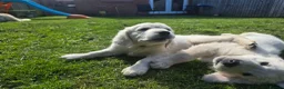 Golden Retriever dogs for sale: all puppies have now been reserved - Advert 2