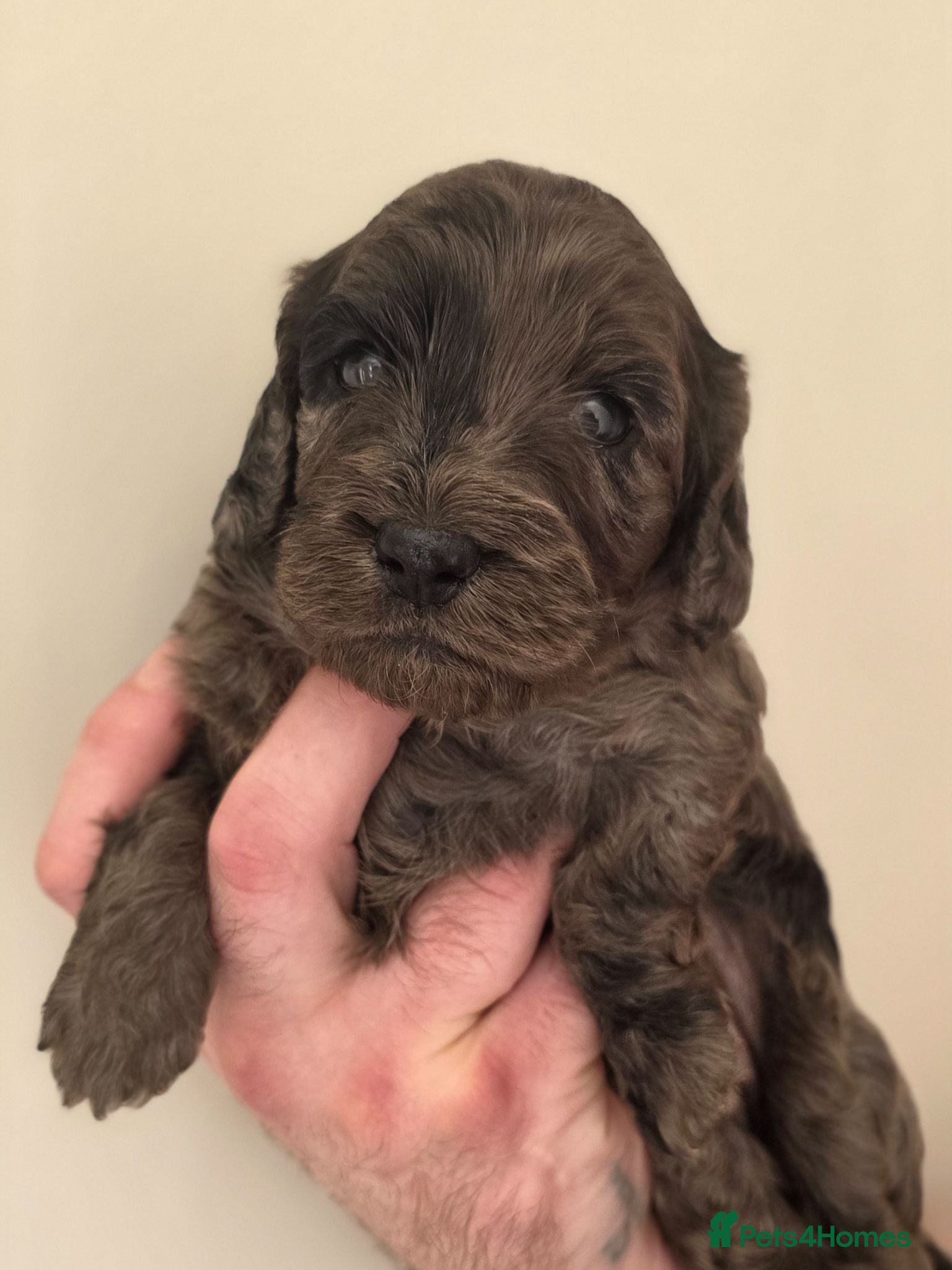 Cockapoo dogs Beautiful F1 Cockerpoo's Dna Clear  - Advert 4