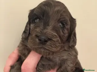 Cockapoo dogs Beautiful F1 Cockerpoo's Dna Clear - Advert 4