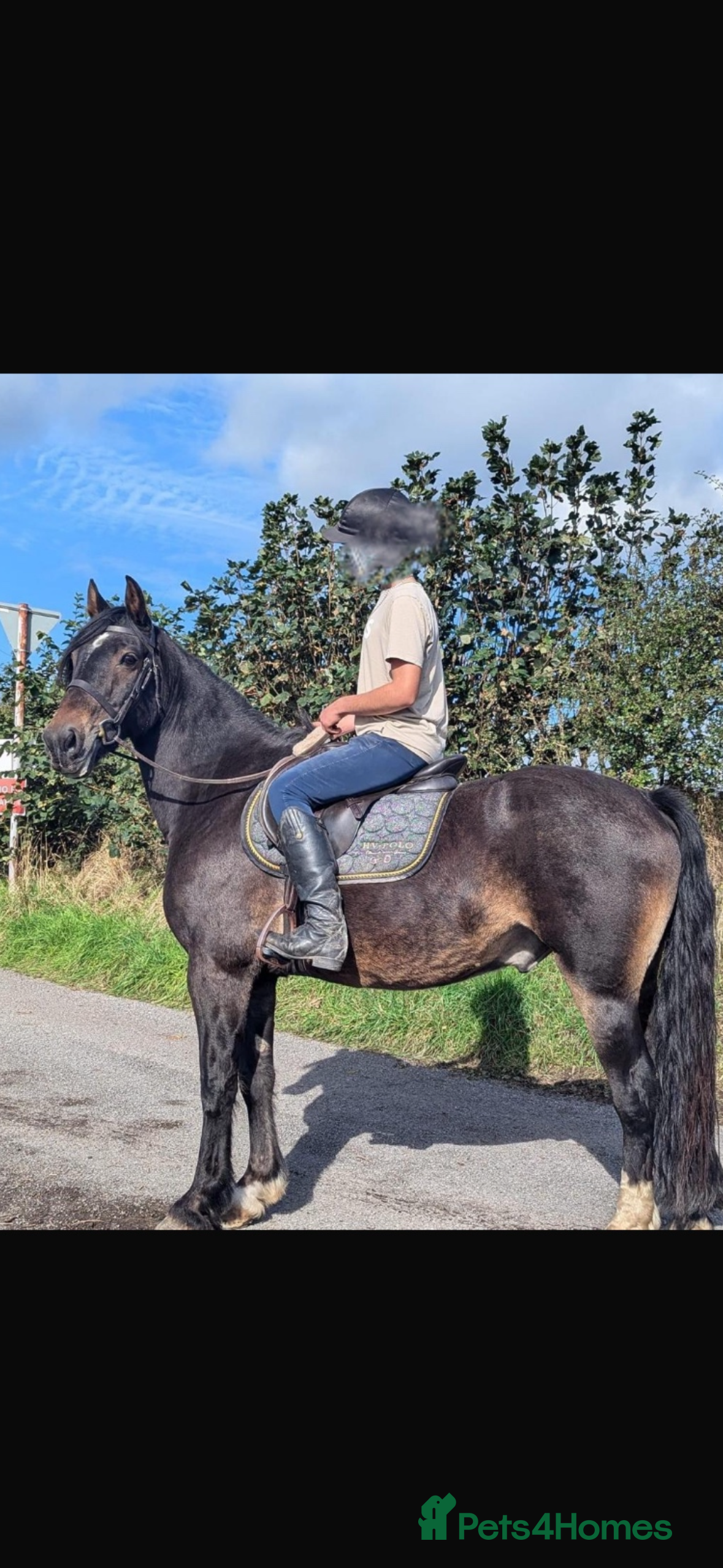 Other Breed horses 15.3h Bay gelding allrounder   - Advert 1